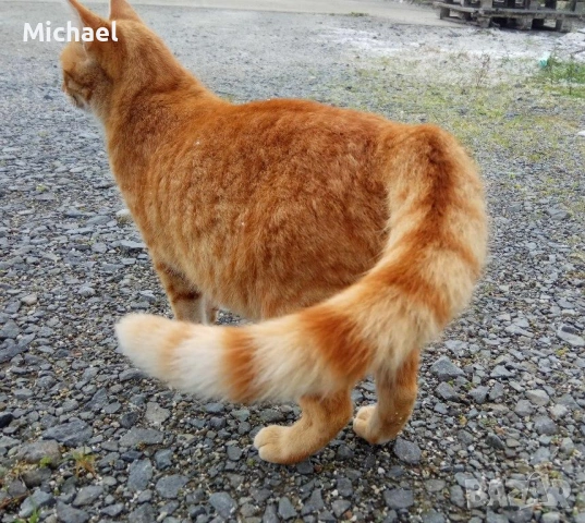 Подарявам рижко мъжко коте., снимка 13 - Други - 54016716