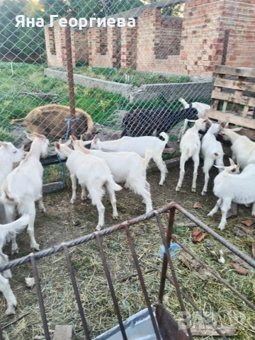 Продавам ярета , снимка 4 - Кози - 54886459