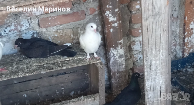 продавам  бели гьлаби  за сватби  балове и крь6енета, снимка 4 - Гълъби - 54529535