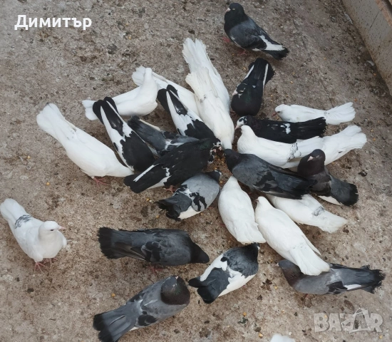 8 броя гълъби на глас , снимка 3 - Гълъби - 54903755