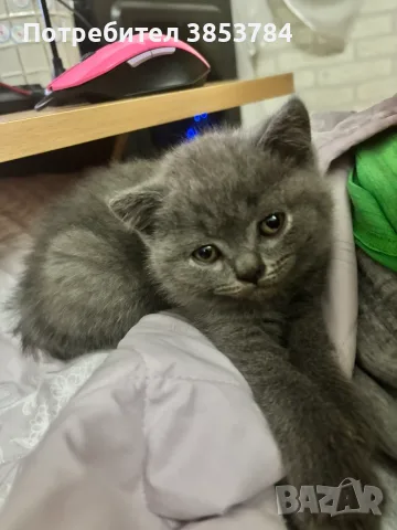 Мъжко котенце - Британска късокосместа, снимка 2 - Британска късокосместа - 55459099