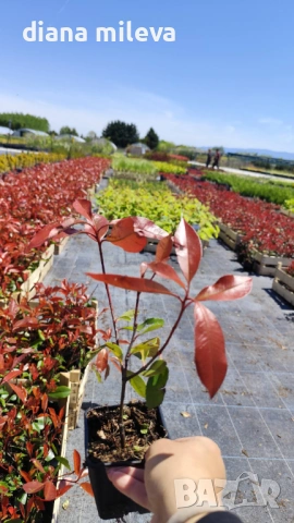 Фотиния Ред Робин, Photinia fr. Red Robin, снимка 6 - Градински цветя и растения - 49185099