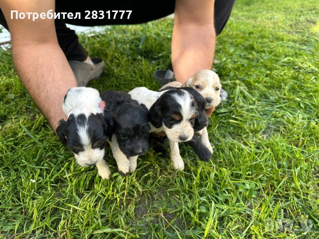 Продавам кученца , снимка 2 - Други - 54825142