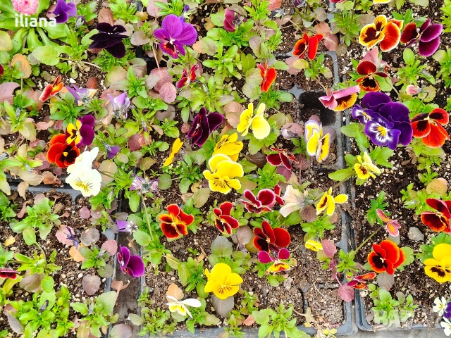 Продавам теменужки, снимка 13 - Градински цветя и растения - 54018843