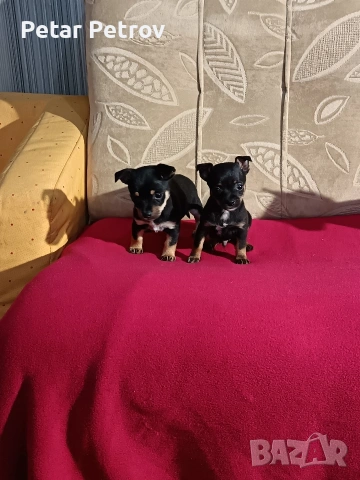 Пинчер мини , снимка 9 - Пинчер - 54250630