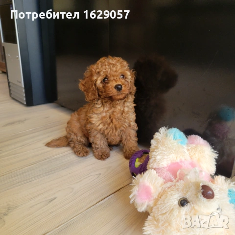 Пудел/Мини пудел 