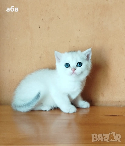 британски сребърни , снимка 2 - Чинчили - 54272146