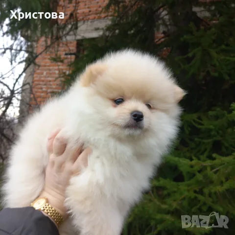  Кремаво момченце на 2 месеца и половина, снимка 2 - Померан - 55064890
