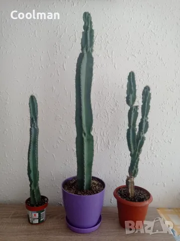Кактуси Cereus .