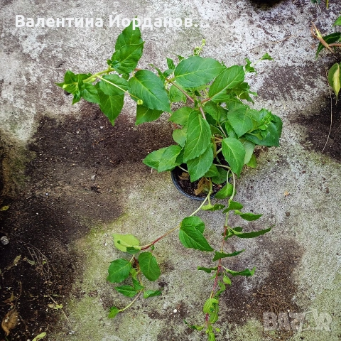 фуксия обичка два цвята големи растения каскадна 