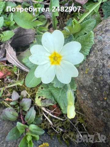 Градинска иглика - корен, снимка 4 - Разсади - 54116333