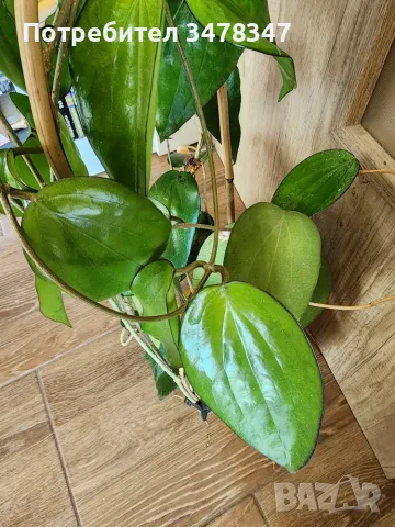 Хоя Cinnamomifolia var.purpureofusca, снимка 4 - Стайни растения - 55672254