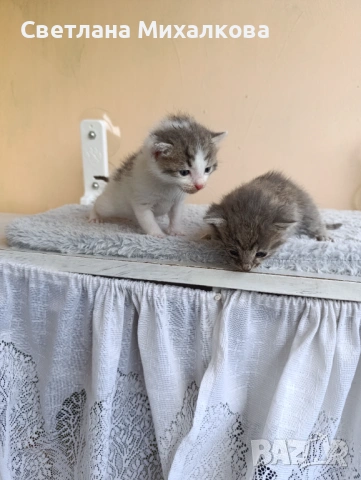 Подарявам две малки котенца , снимка 3 - Други - 54750808