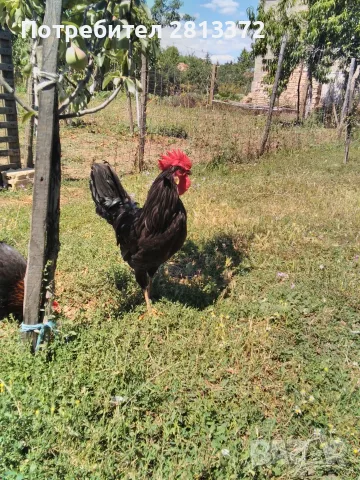 Петли Петел Черен Легхорн Leghorn