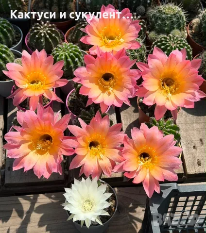 Цъфтящи Кактуси Echinopsis Hybrid омбре преливащи се цветове 