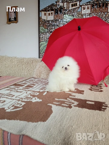 Бели мини Померани. Реални снимки от 04.04.26 г., снимка 8 - Померан - 54058437