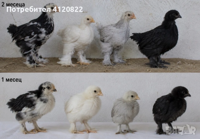 Продавам красиви пилета от породата Мини Кохин!