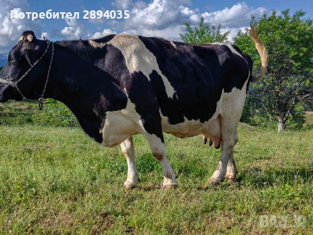 телета и крави , снимка 8 - Крави - 54966447