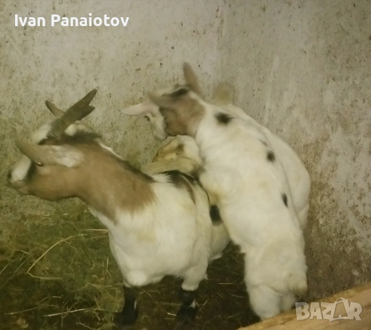 продавам мини холандски кози, снимка 5 - Кози - 54377478