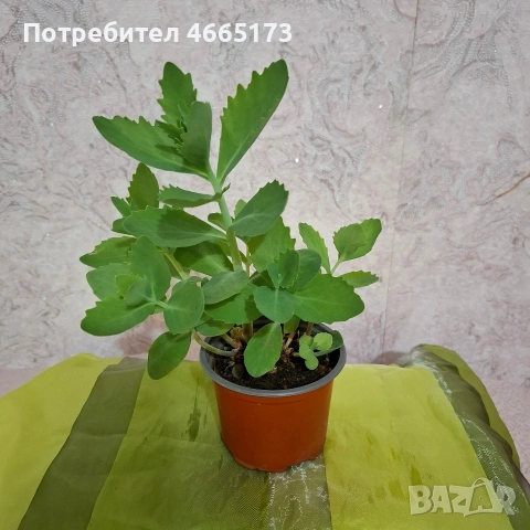 Лечебна Дебела Мара, снимка 5 - Градински цветя и растения - 54580584