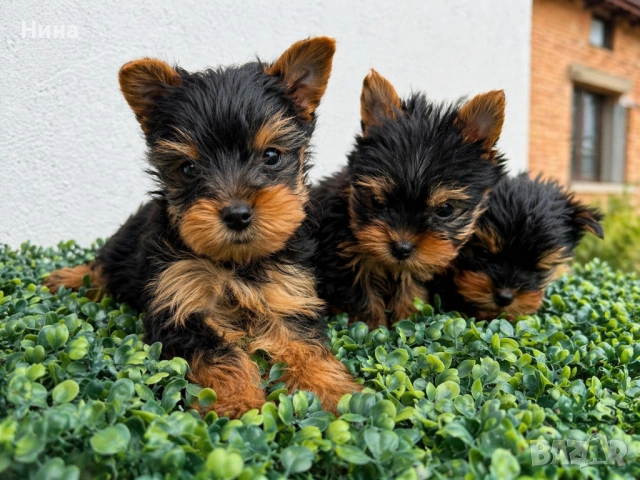 Йоркширски териер - Йорки , снимка 2 - Йоркширски териер - 54334507