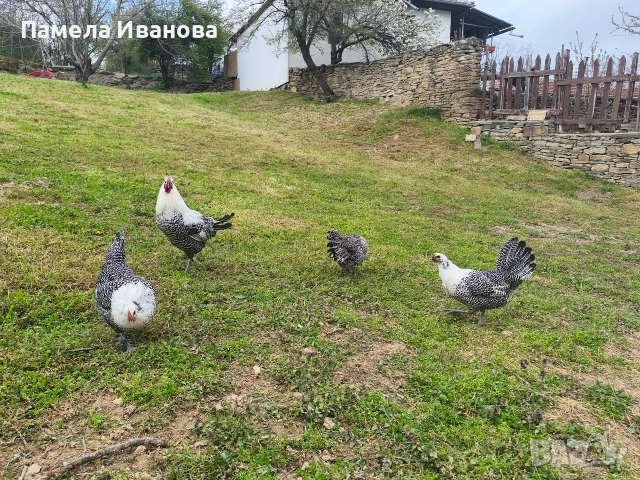 Вествалска кокошка 