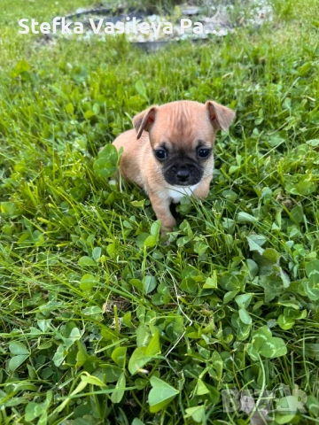 Продавам чихита, снимка 6 - Чихуахуа - 54331324