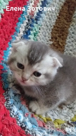 Шотландски котенца , снимка 12 - Други - 54288216