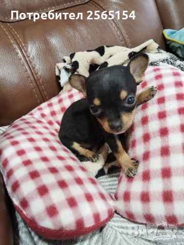 Пинчер мини