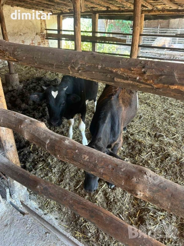 Продавам по договаряне , снимка 3 - Крави - 55228626