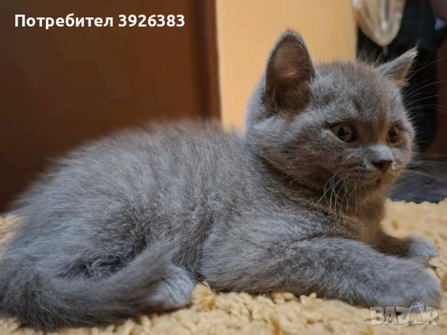 Британска късокосместа