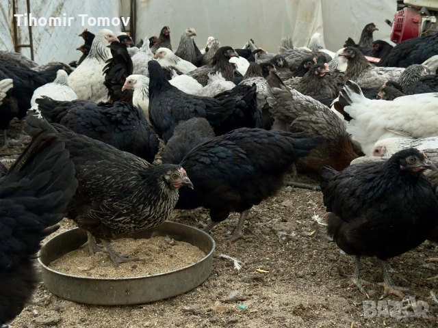 продавам ярки пред пронасяне пилета , снимка 2 - Кокошки и пуйки - 54350415