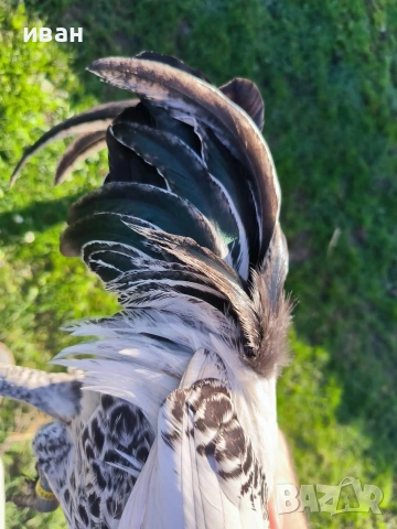 Петел Сребърно Брезе Бантам-уникално петле единствени в България , снимка 4 - други­ - 54010169