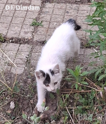 Подарявам котета, снимка 5 - Други - 54856697