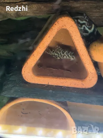 L236 pleco - 3+ см, снимка 7 - Рибки - 55546481