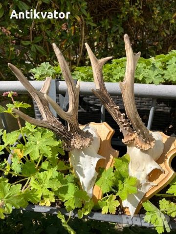 Трофеи сръндак, лов и риболов, снимка 2 - Екипировка - 54239520