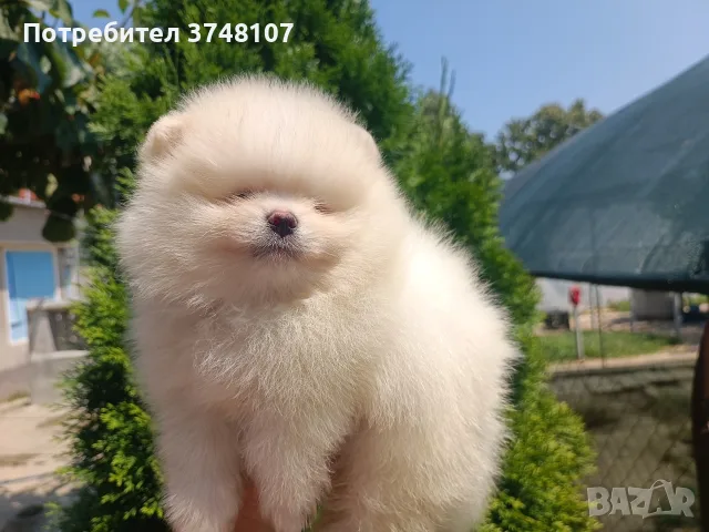 Померан/померани , снимка 12 - Померан - 55328087