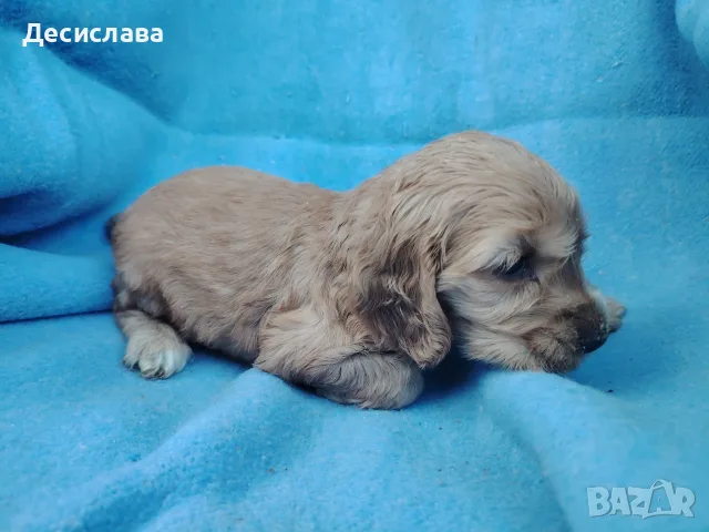 Кокер шпаньоли., снимка 4 - Кокер шпаньол - 55303861
