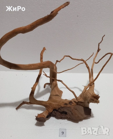 Корен от Азалия /декорация/ 9