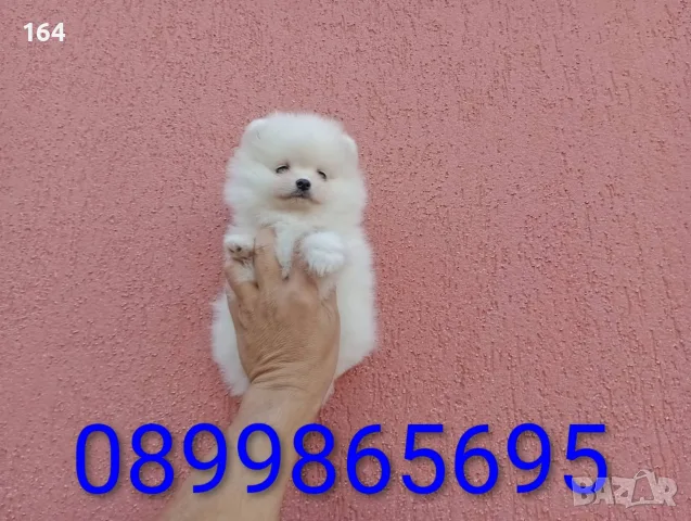 Мъжки бял Померан. Реални снимки от 03.08.26г., снимка 2 - Померан - 55517532