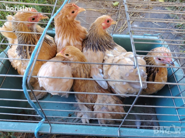 продавам ярки мини кохин, снимка 3 - други­ - 55156679