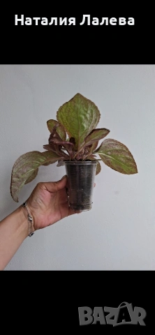 Еписция, episcia Jim's rose garden, снимка 4 - Стайни растения - 55019076