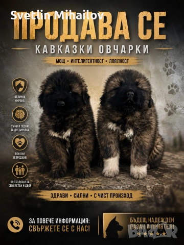 Продавам 2 Женски кавказки кученца 