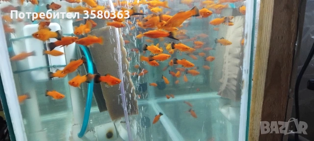 Декоративни рибки , снимка 5 - Рибки - 45019437