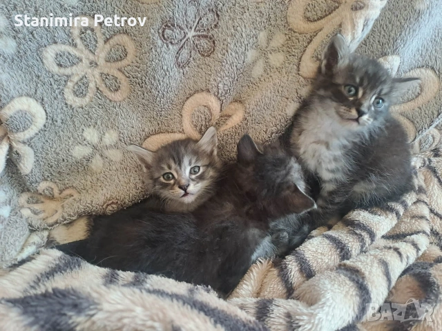 Ангорски котки, снимка 17 - Ангорски - 54660407