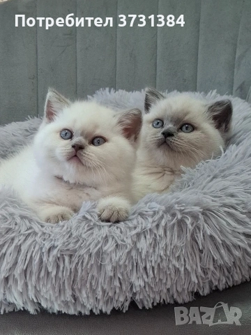 Британски колорпойнт котета