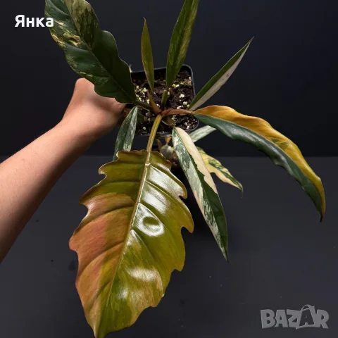 Philodendron Caramel Marble Variegata, снимка 2 - Стайни растения - 55322947