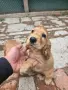 Малки кучета Кокер Шпаньол , снимка 4