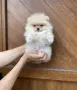 Померан померан , снимка 1