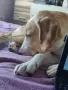 Търси дом. Подарява се, снимка 4
